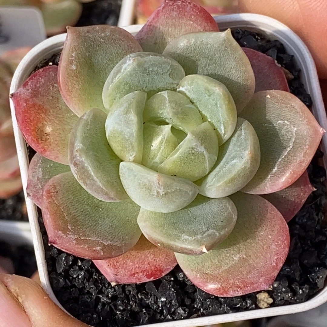 天官赐福百无禁忌