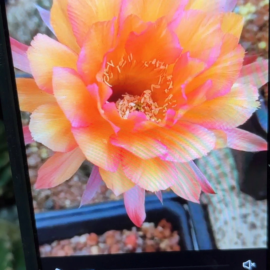 财神彩侧牙20包邮仙人球38