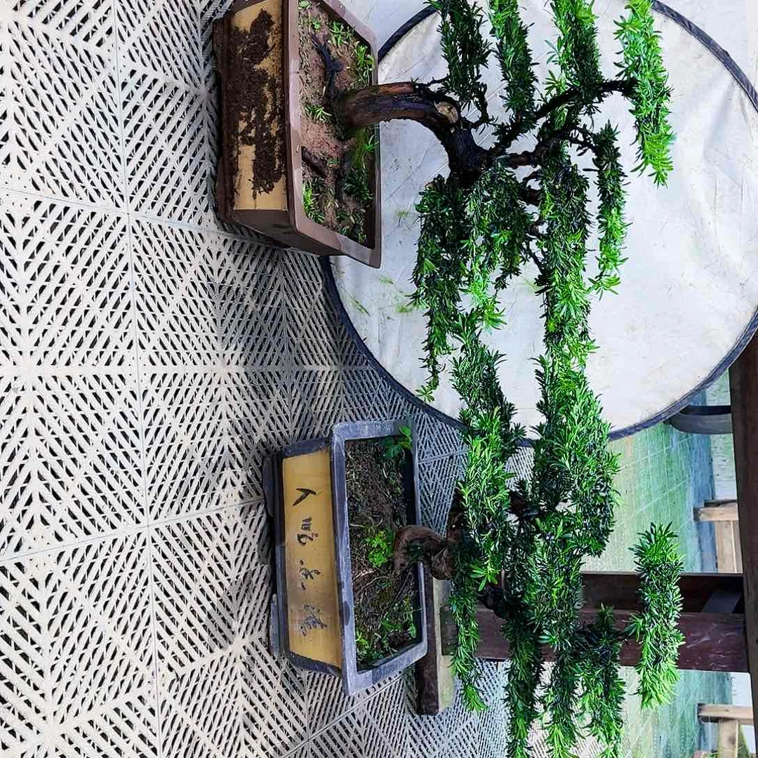 完全开放罗汉松盆景艺术