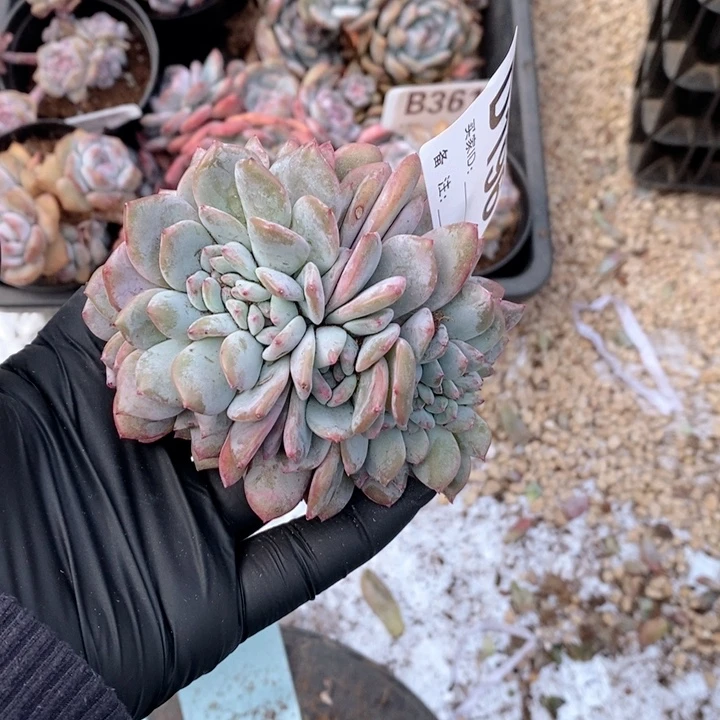 阿***芳196 石榴籽缀哇哇哇