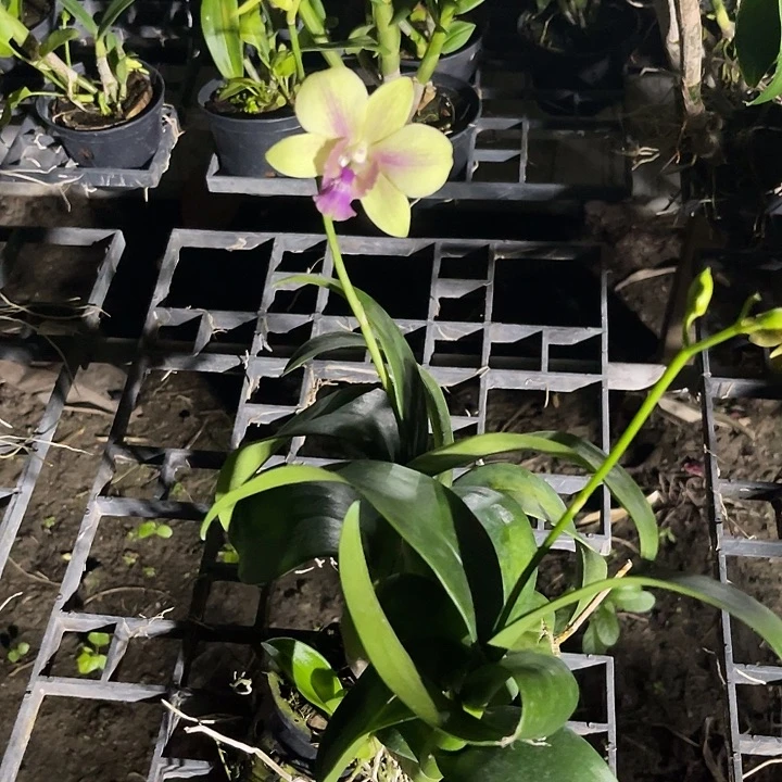 当前无花朵，栽培后可花朵迷秀286