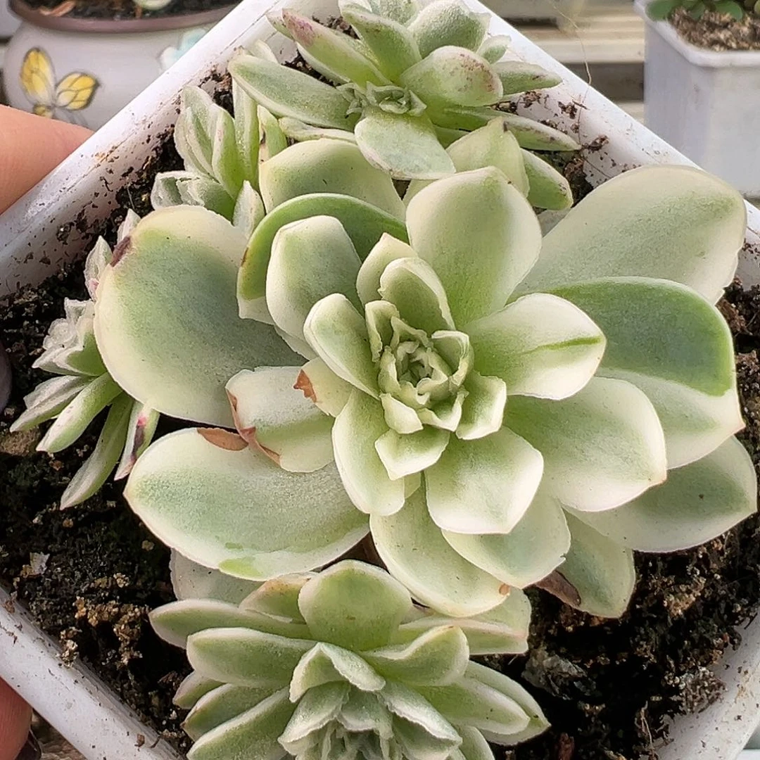 山地玫瑰锦秋夕982号