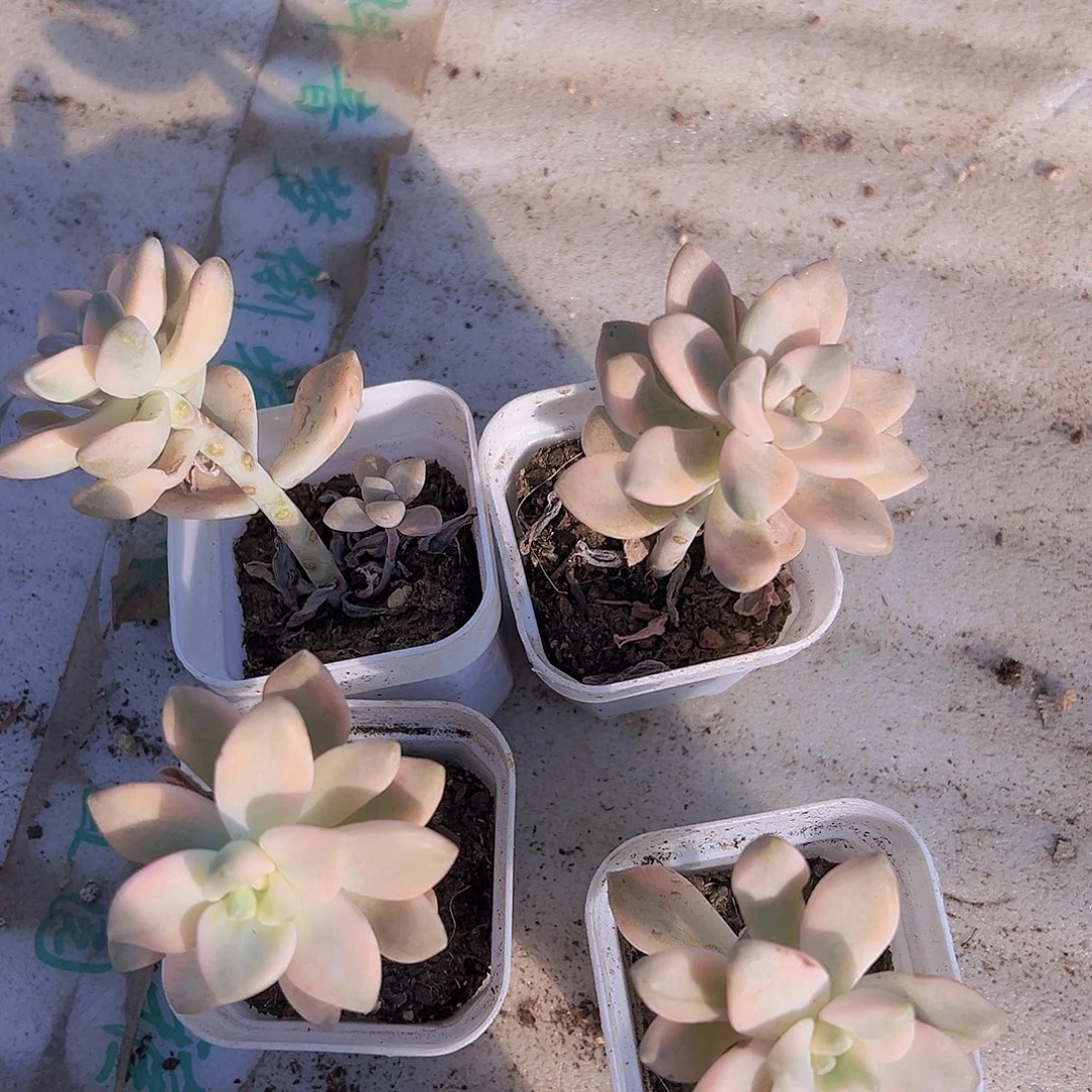 美杏锦19包邮拓土无售后