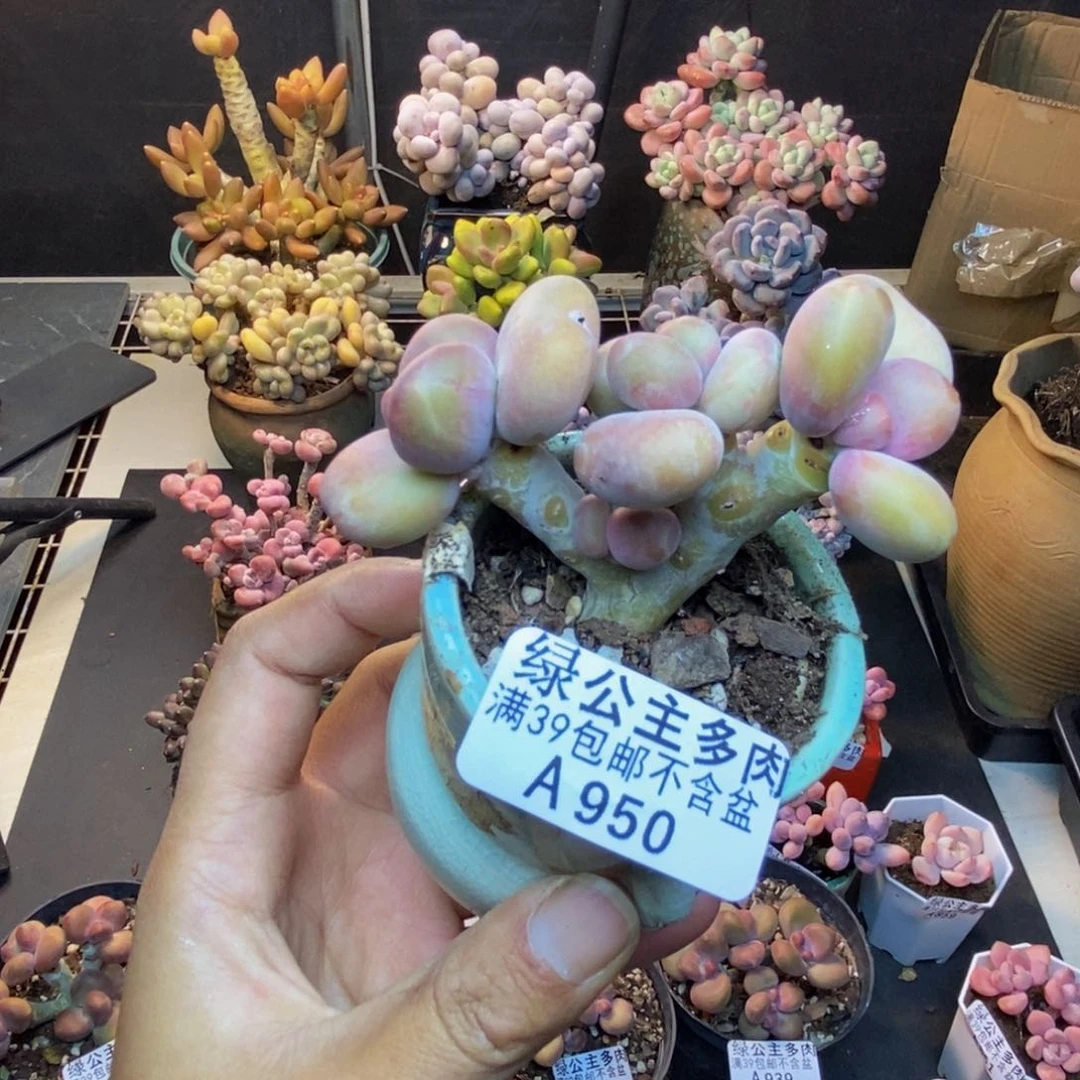950芒果奶kk奶多肉6c m