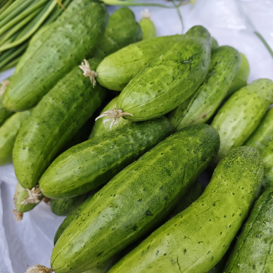 【应季蔬菜】新鲜旱黄瓜