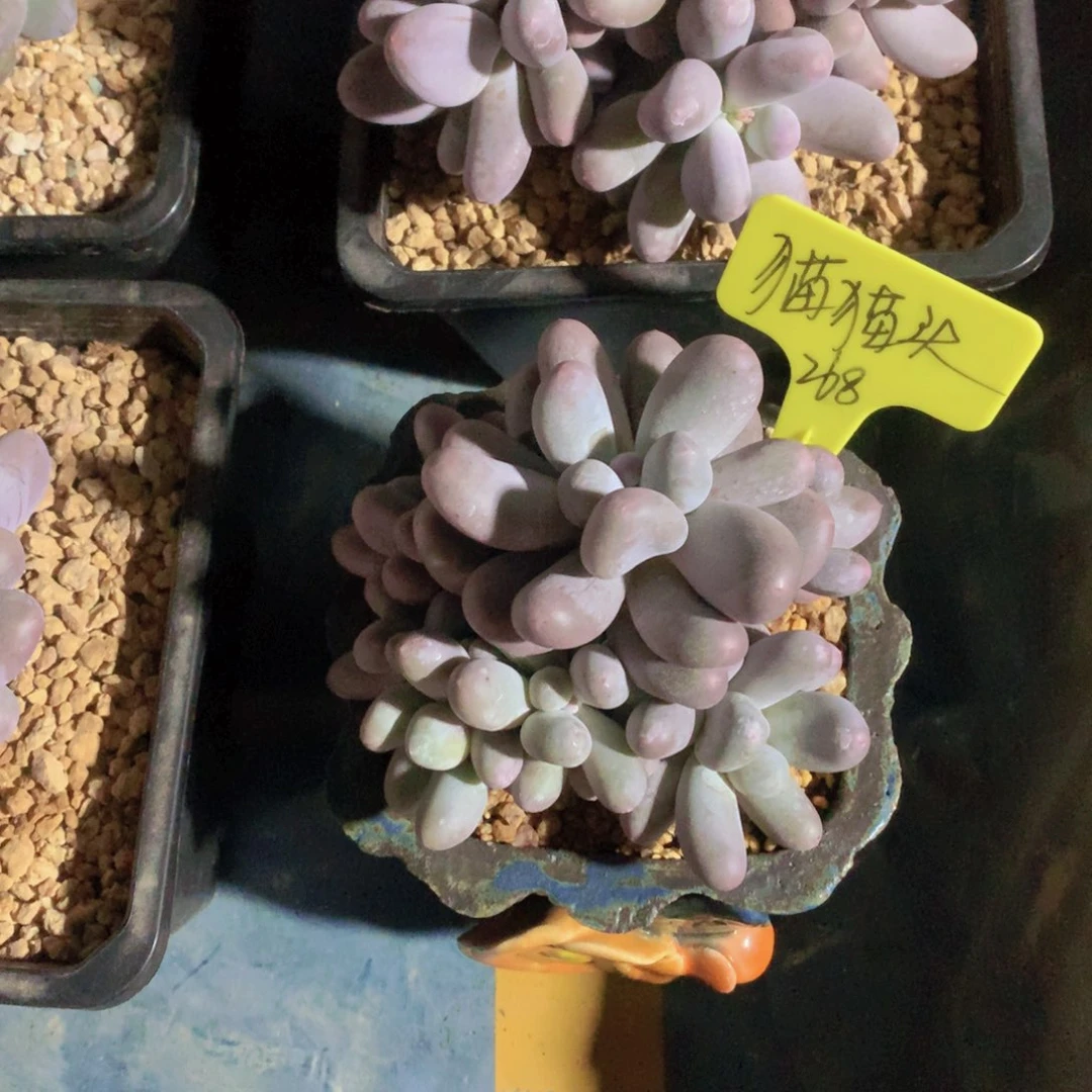 我家的小姐姐们都是我的小可爱