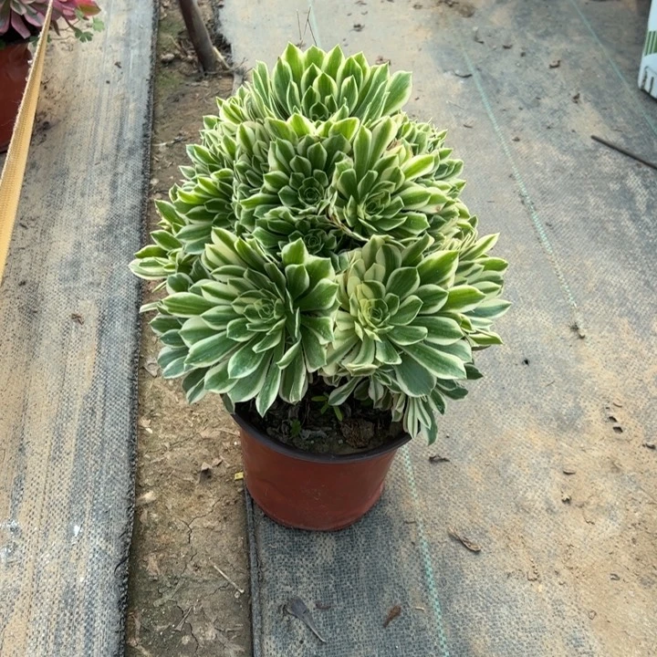 48多肉多肉多肉多肉