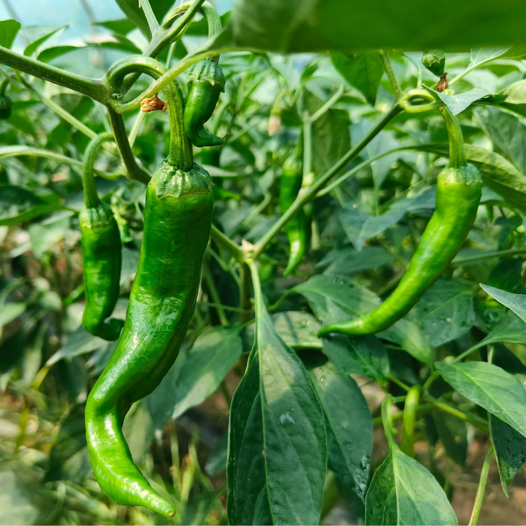 【两河】农家露天赣椒薄皮辣椒土辣椒新鲜现摘现发3斤/5斤