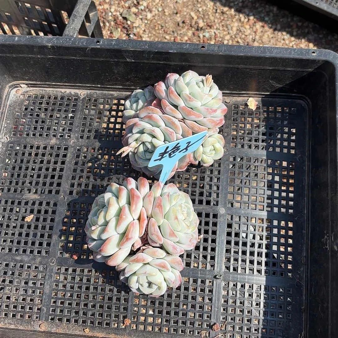 燕子姐的两个冰玉好看