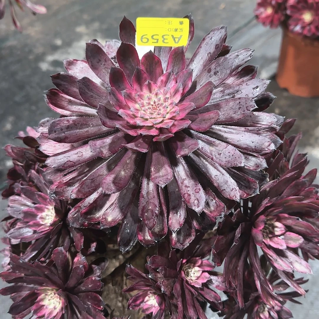 紫霞仙子法师多肉植物359