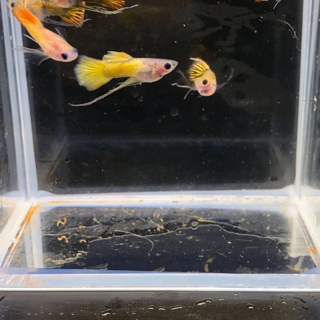 孔雀鱼非繁殖缎带公7条