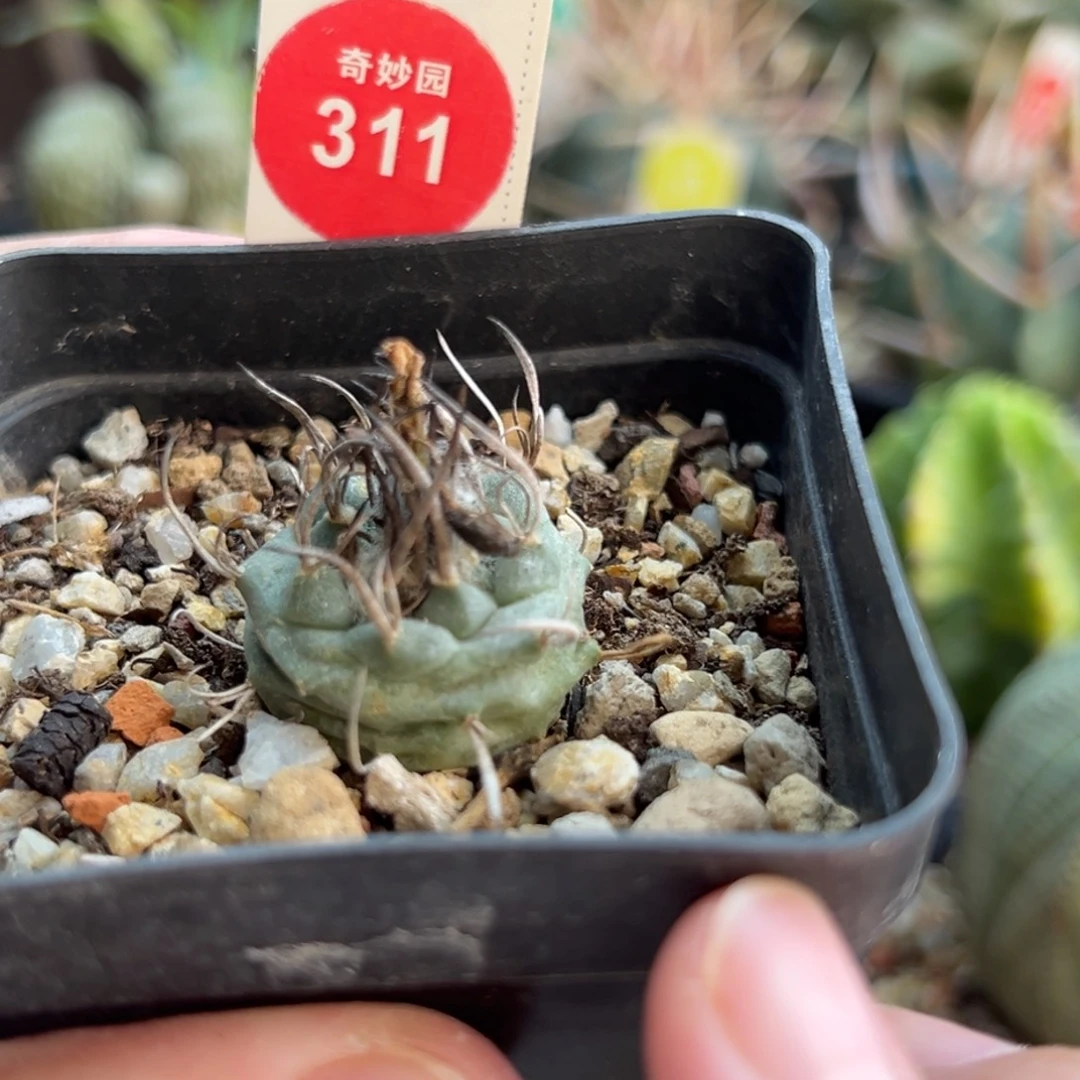 实生碳刺娇丽一棵仙人球