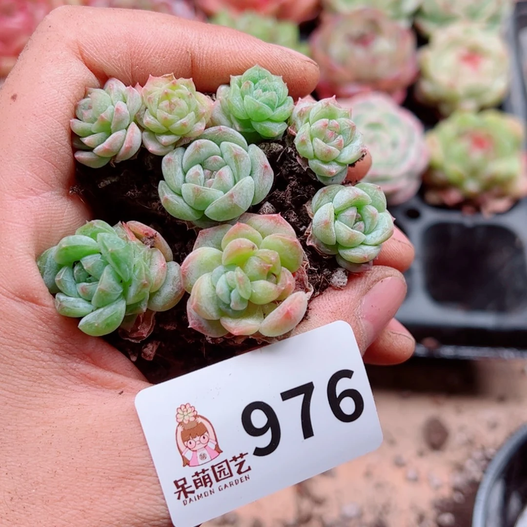 多肉植物多肉植物