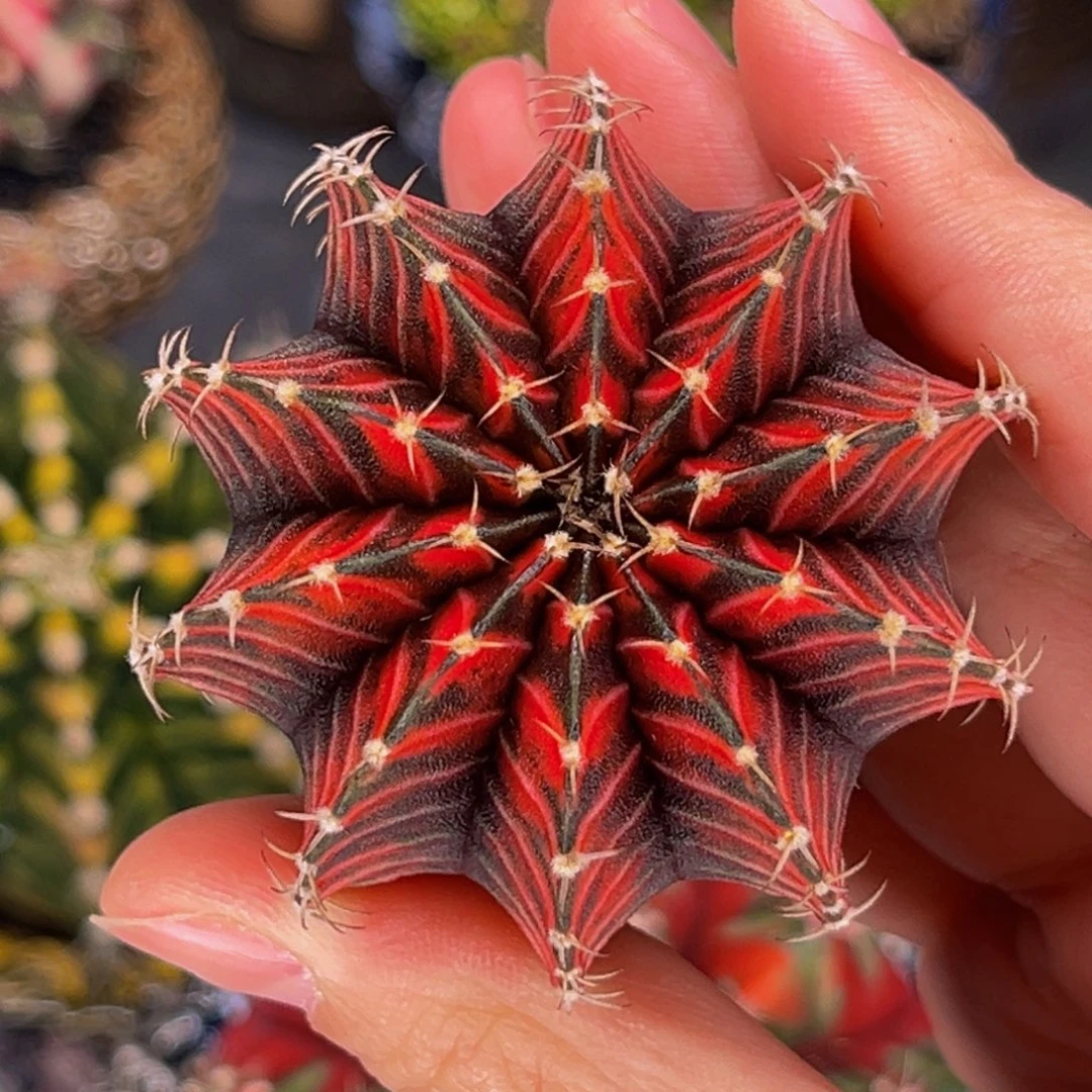 黑红虎斑肋骨锦 米哈仙人球