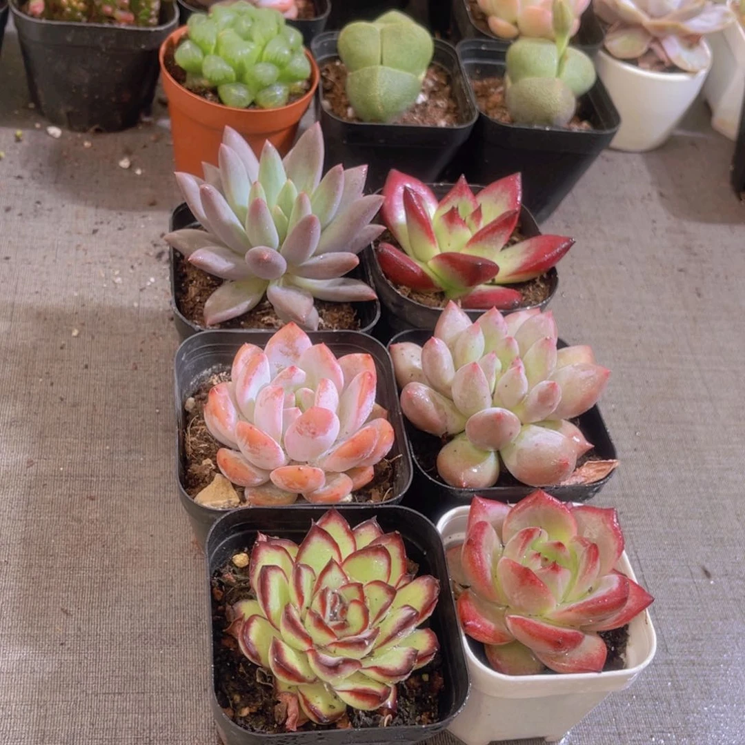 六六大顺带盆土多肉植物