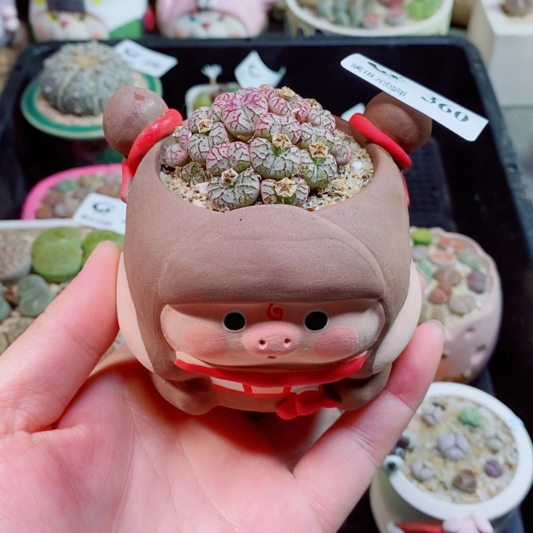 生石花花花花花花花360