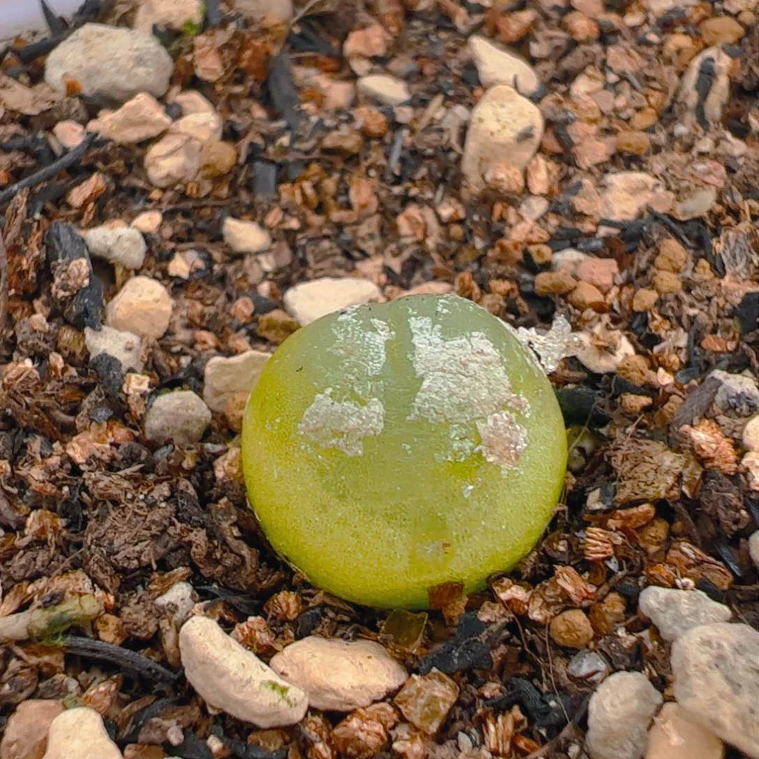 322多肉植物百科