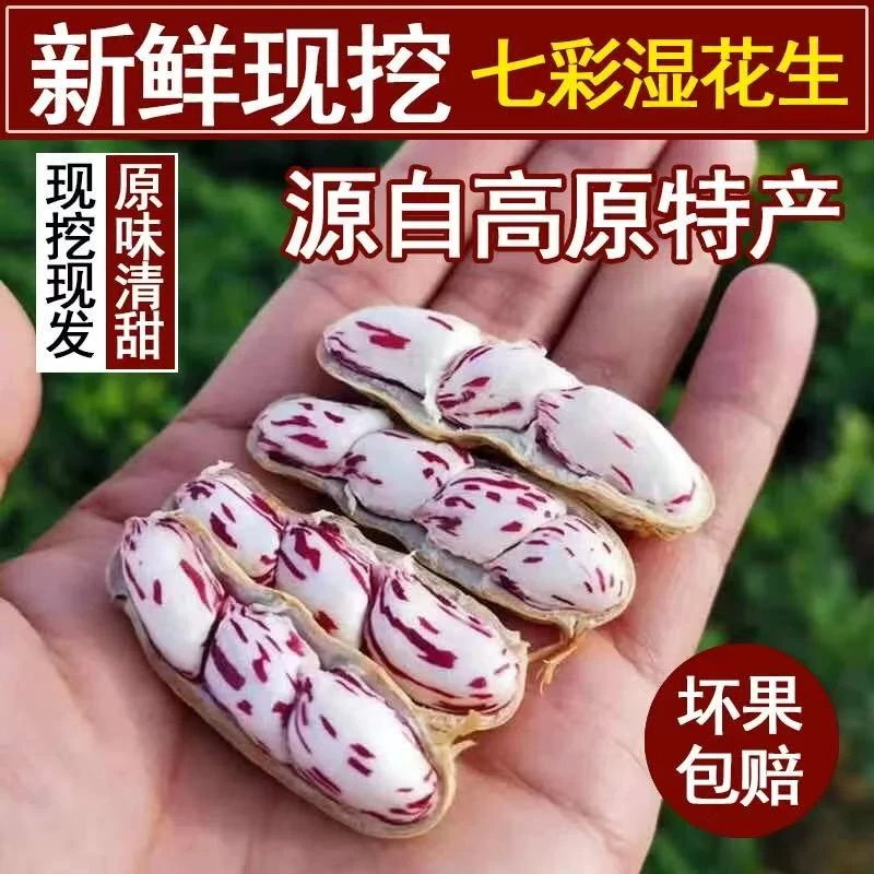 云南新鲜七彩现挖现发带壳洗净可水煮的水果小黄姜产地生姜嫩姜