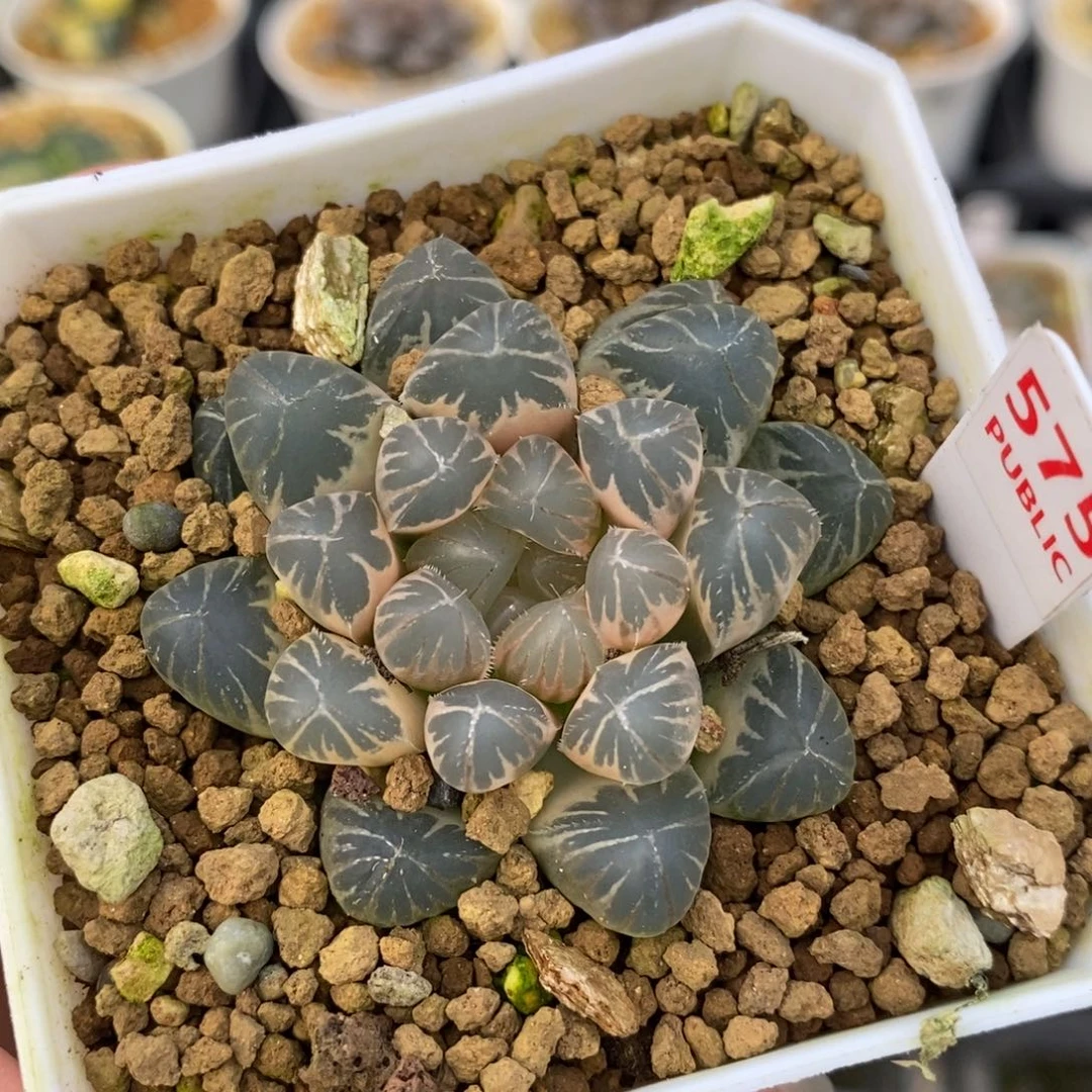 575龙珠十二卷多肉植物