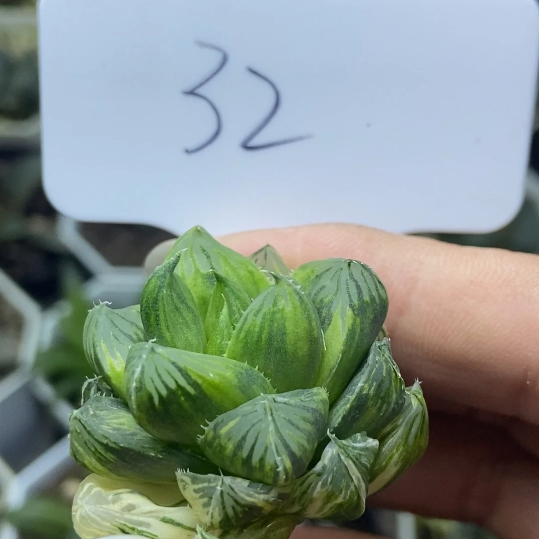 是是是是是是是是是寿