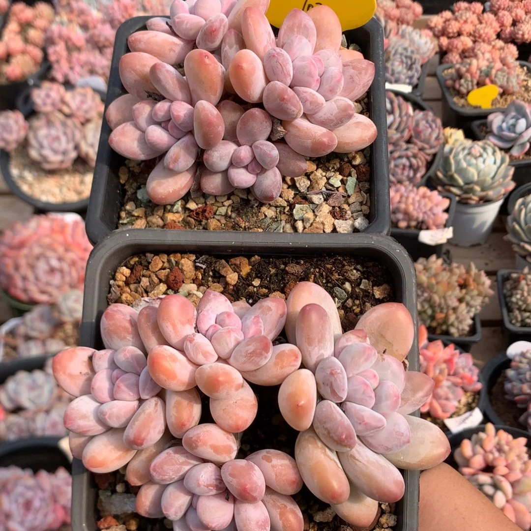 5头四头香水 两颗 老桩 102