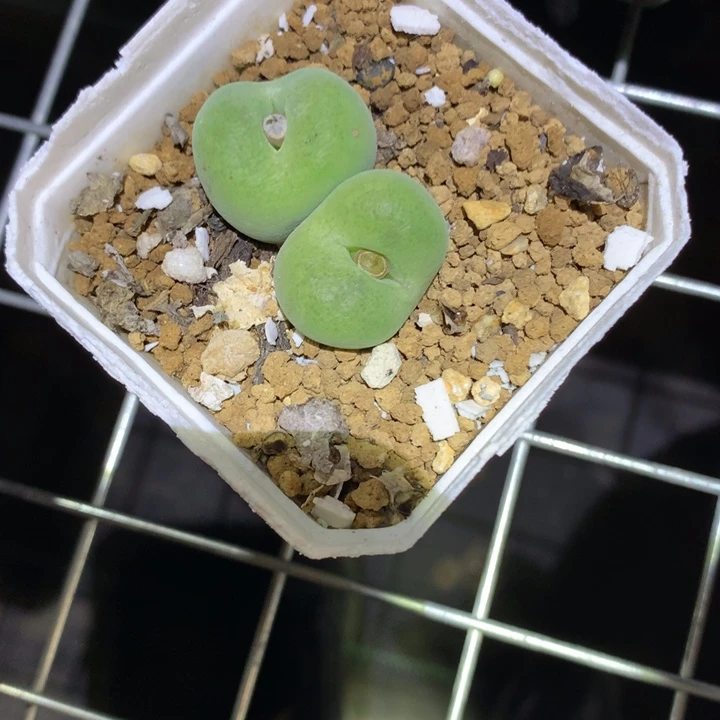 莫***白精品多肉植物精品多肉