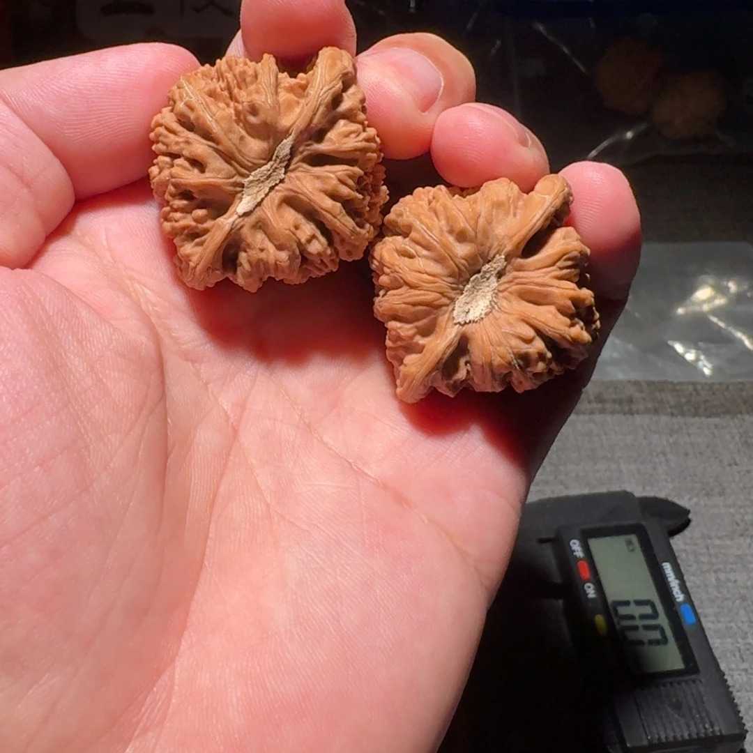 38 尺全品无修凹底石膏脐密纹