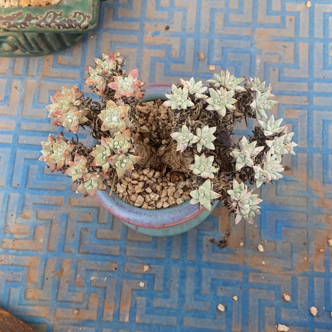 韩菊多肉植物啦啦啦
