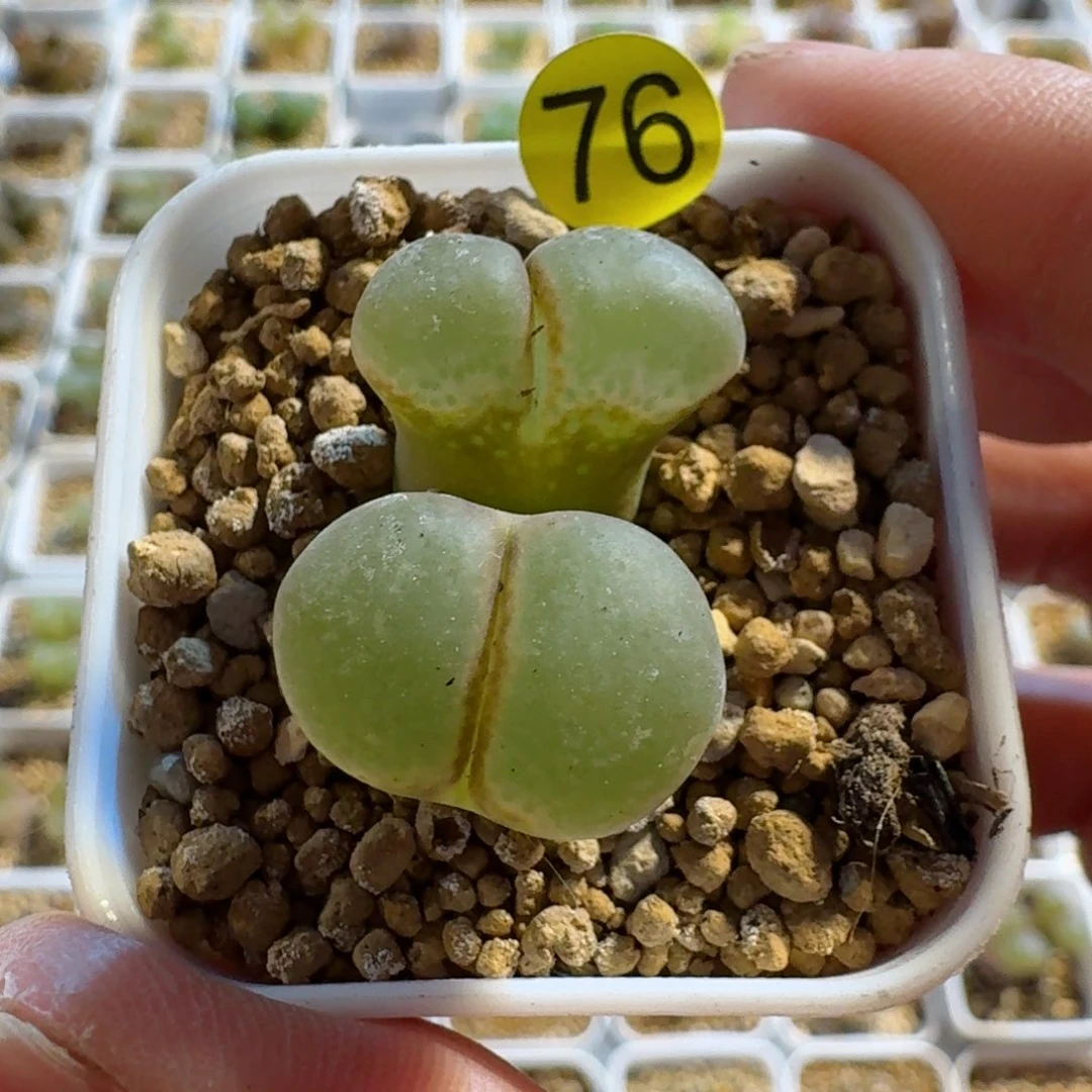 黑***?76.......多肉......