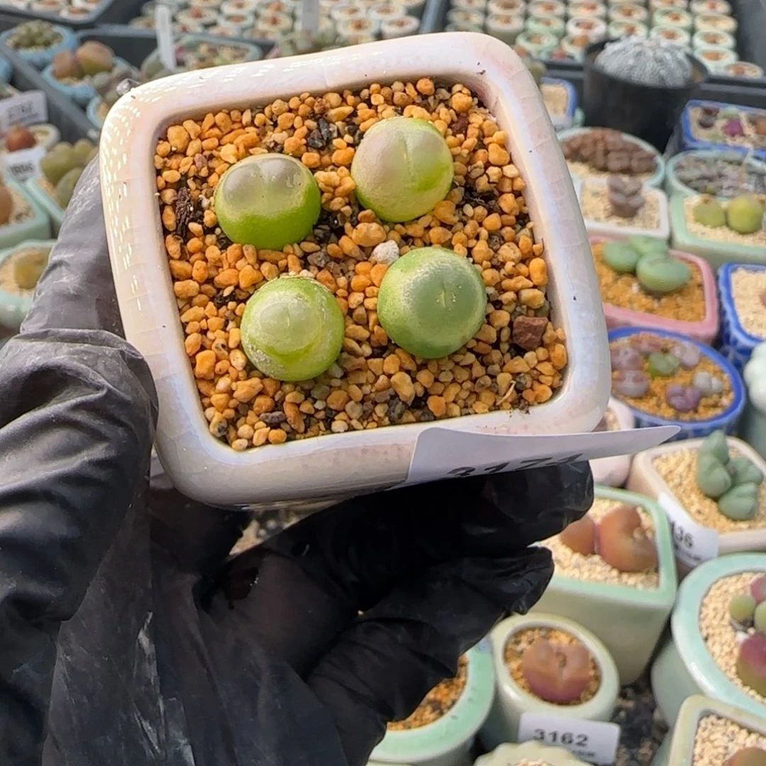 3174-一物一拍 带盆姐妹