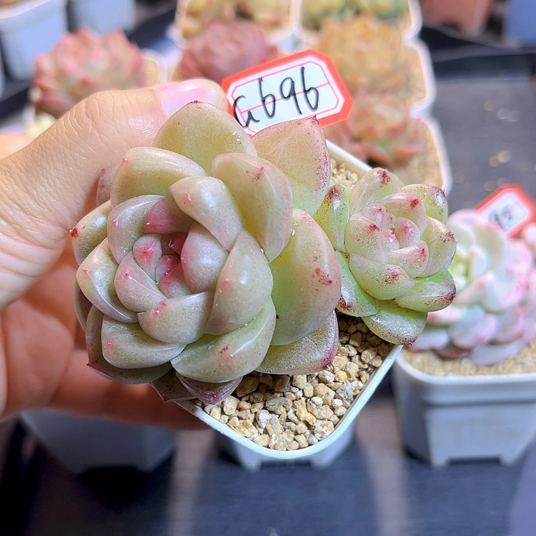 G696  M100珍妮多肉