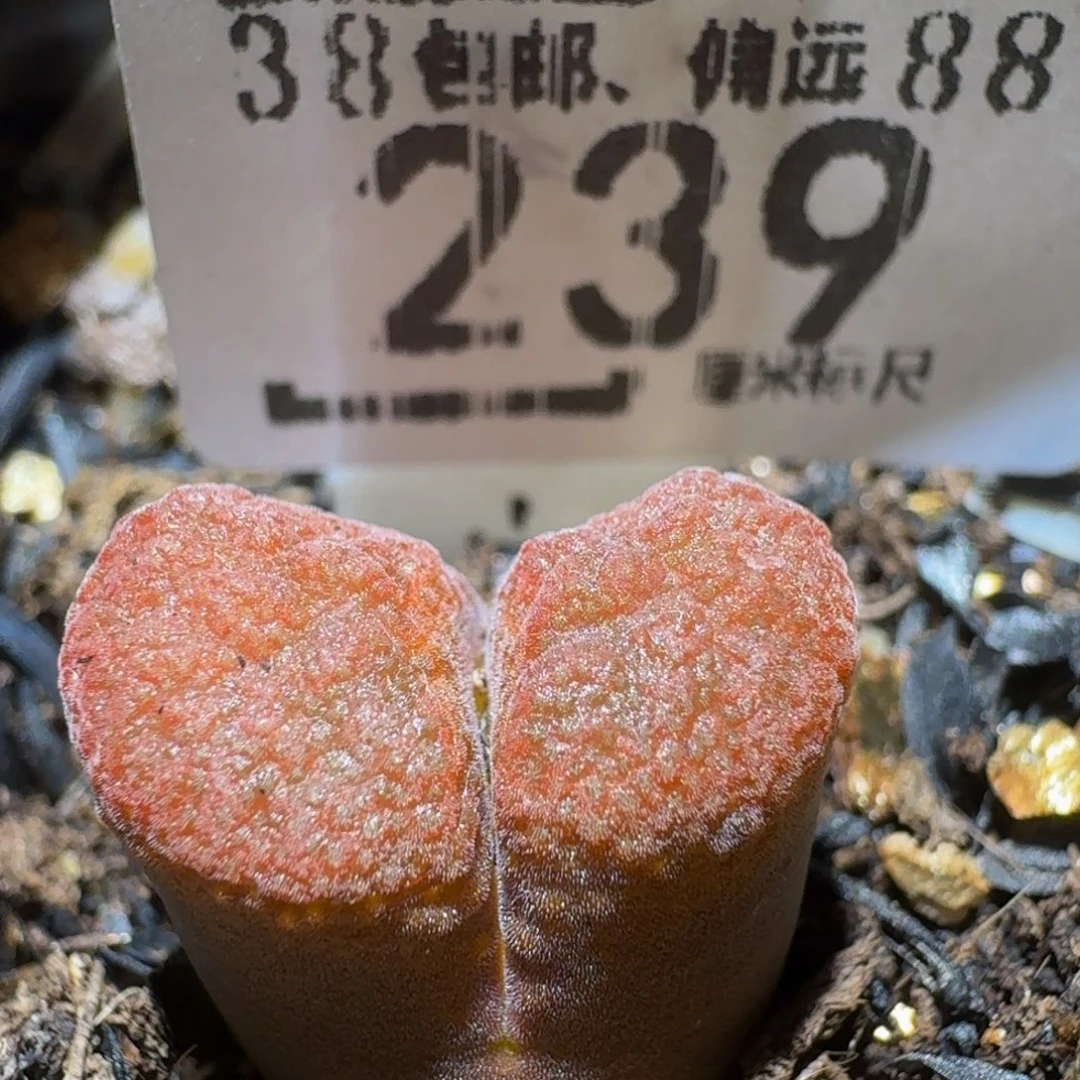 Sssss精品生石花239蛋糕