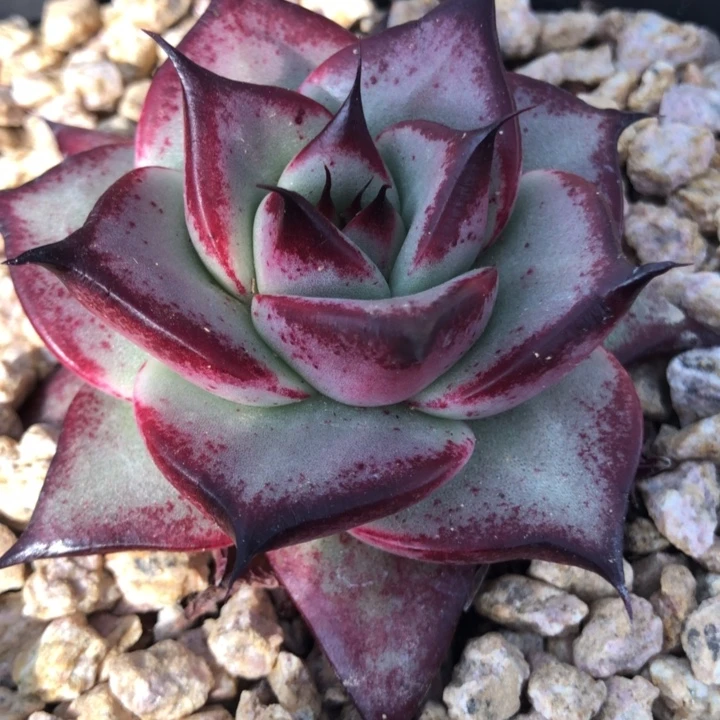 长睫毛小脸魔王000000000007