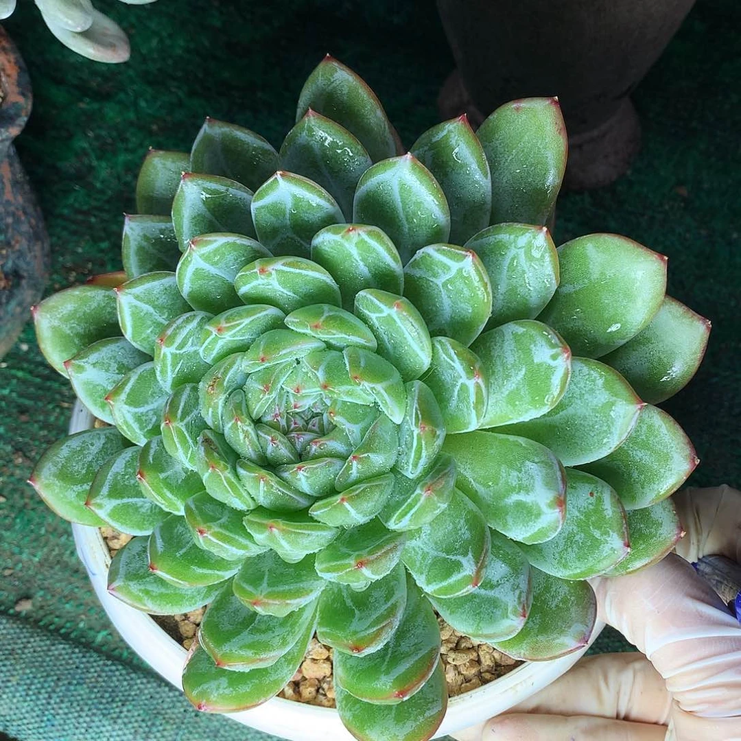 雪花珍妮一物一拍10.5