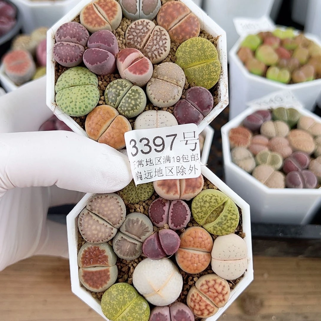 3397 好养易活生石花大母本两盆有饼干有高尔夫