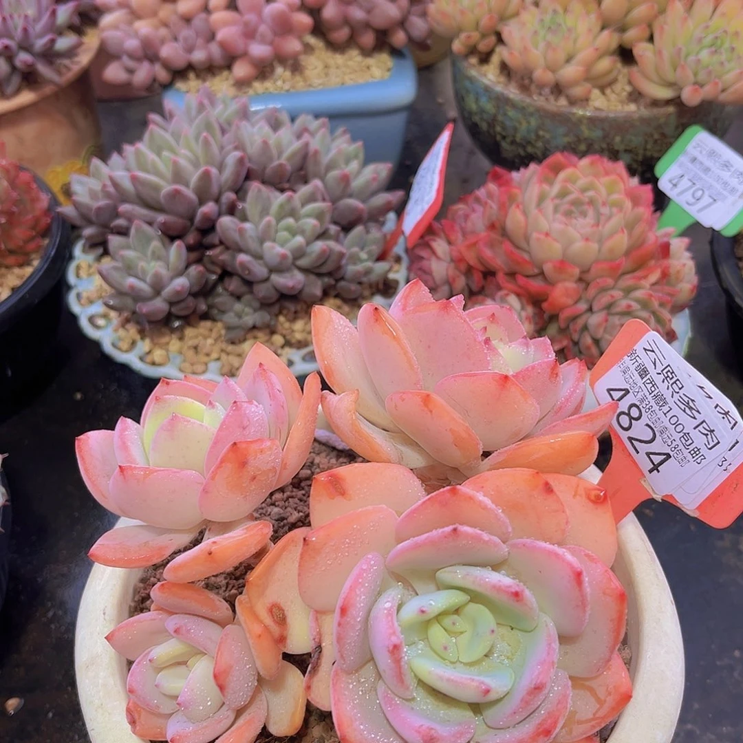 4824白月光多肉植物