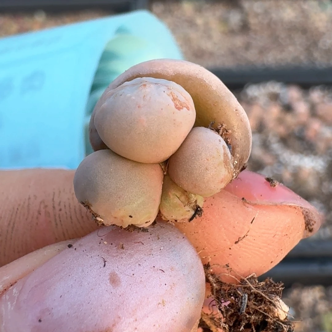 357缀花高尔夫一颗