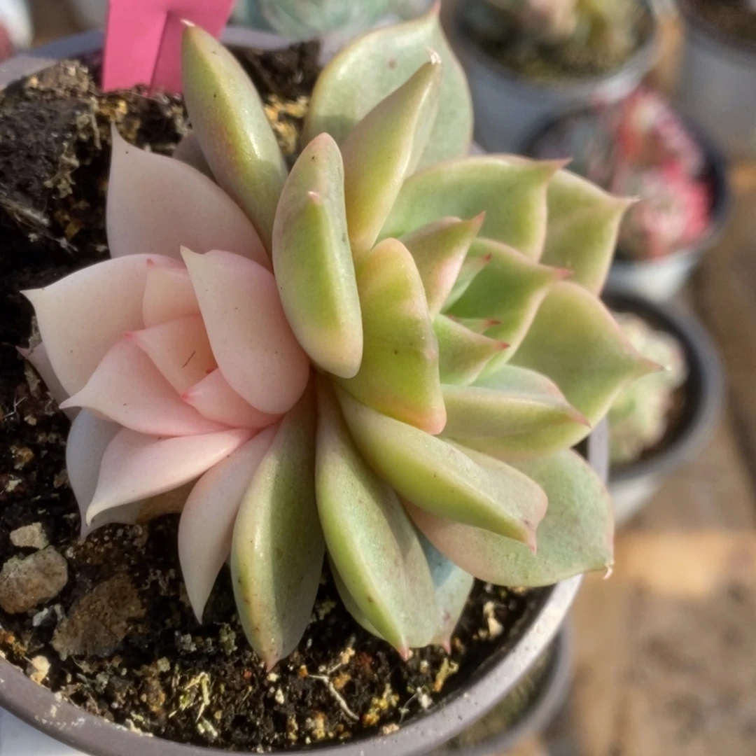 316贝加尔湖锦锦锦锦锦