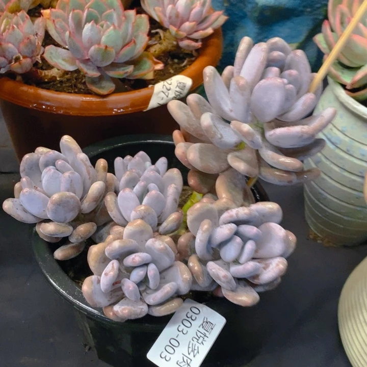 夏悦多肉0303-3桃美人