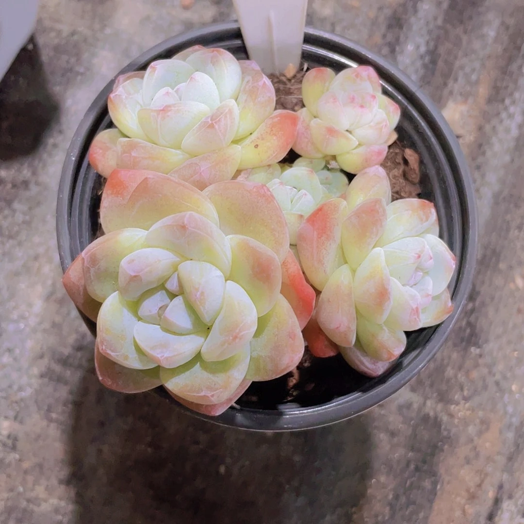 ∞冰玉a043一物一拍