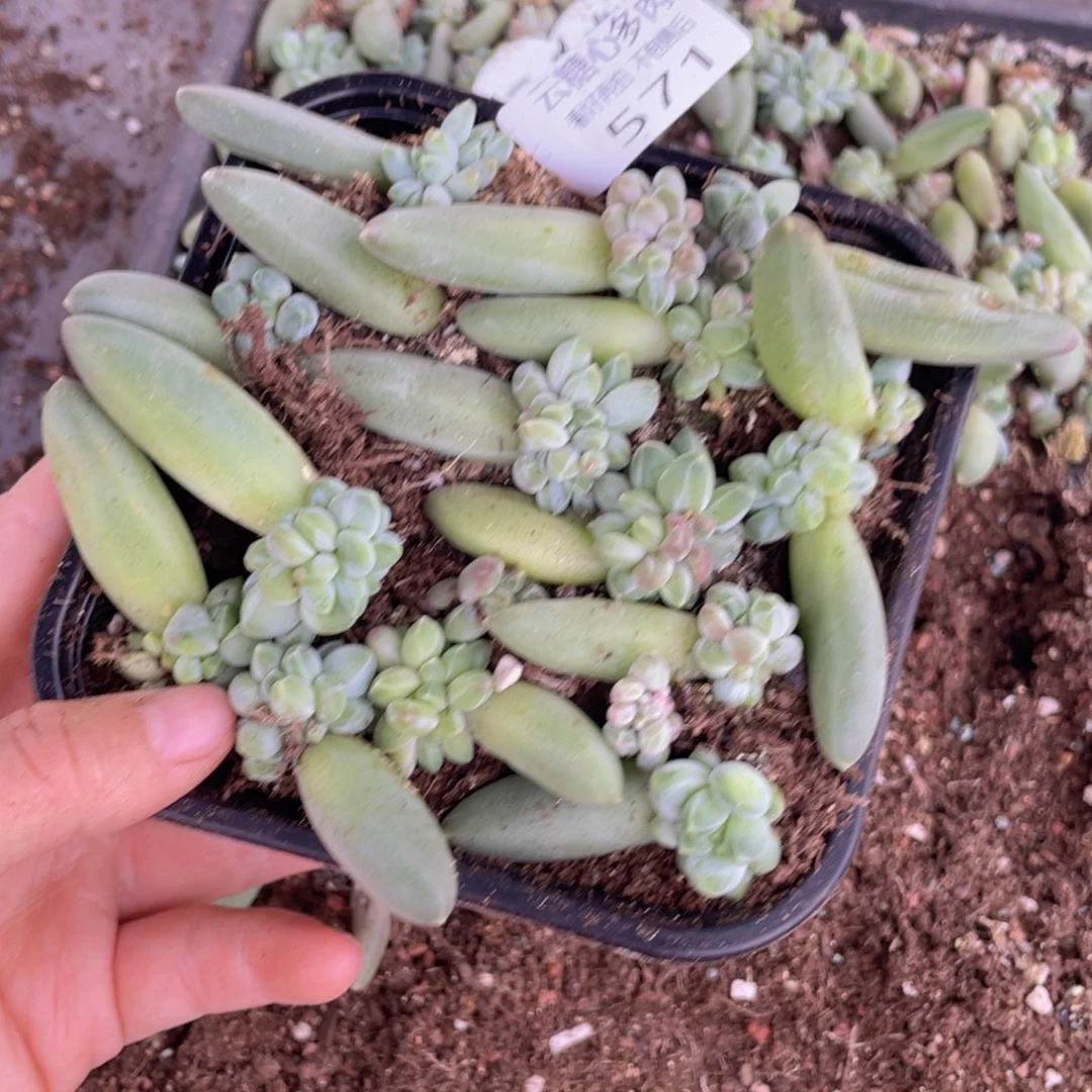 云糖心多肉植物571