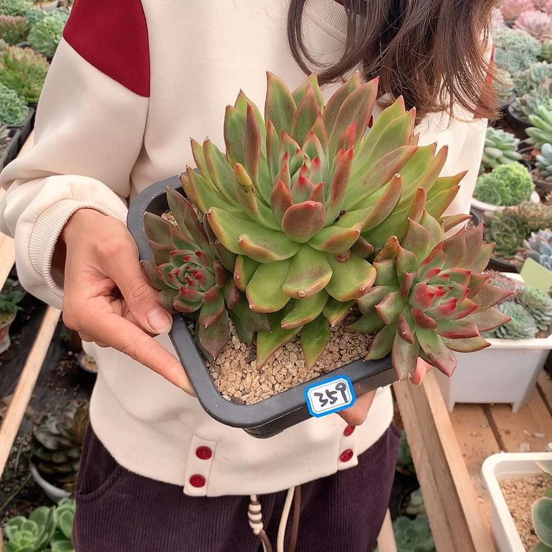 359冬云 一物一拍多肉