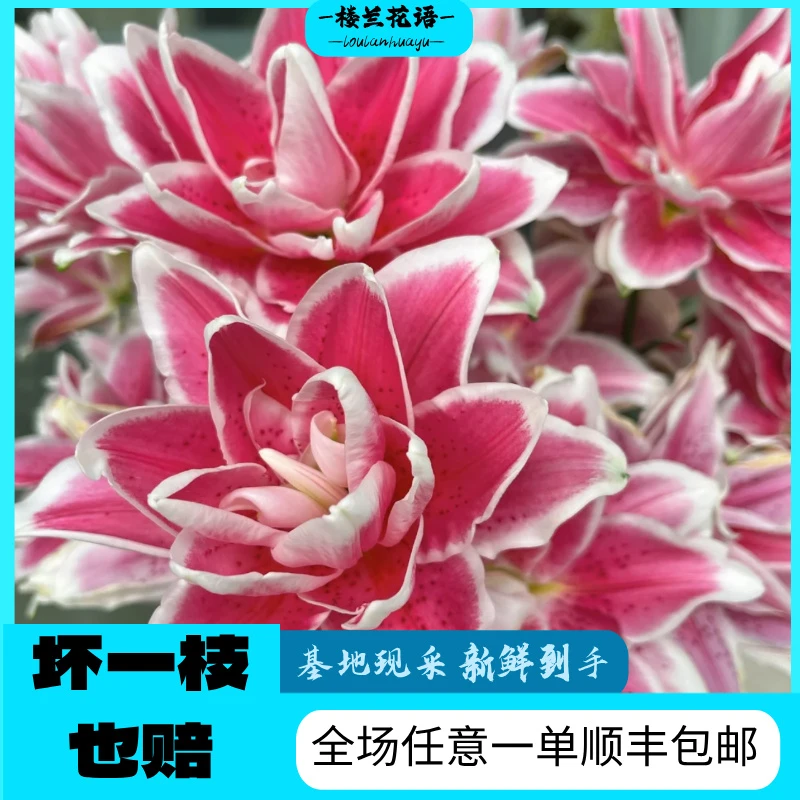 【火星之恋重瓣百合多头】DR1单升级顺丰包邮云南基地直采直发