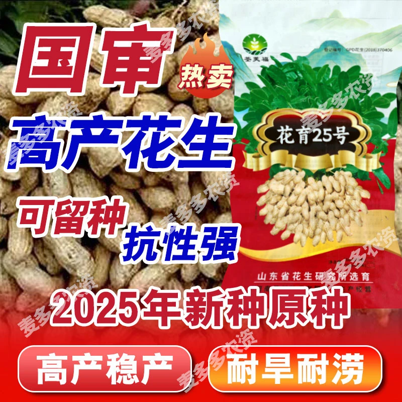 【花育25号】高产花生种大果皮薄早熟 抗旱含油量高 出米高