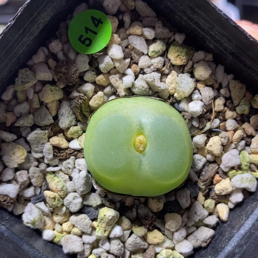 拉登2.5+多肉植物514