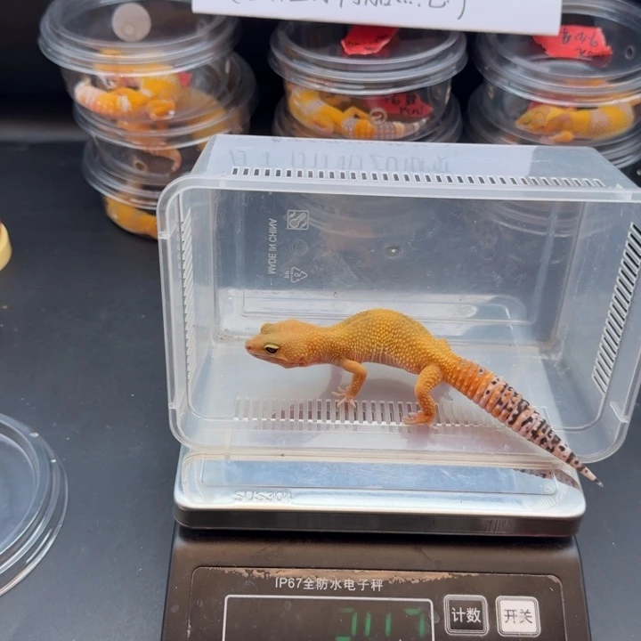 豹纹守宫蜜橘妹妹