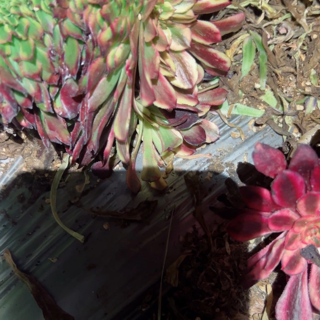 551 号多肉植物新年福利