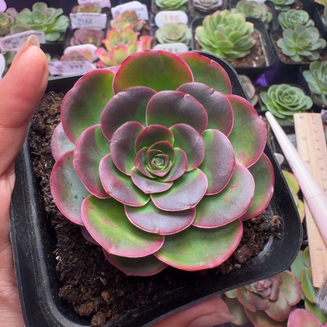 楹楹-298福利-冠幅  6.5cm