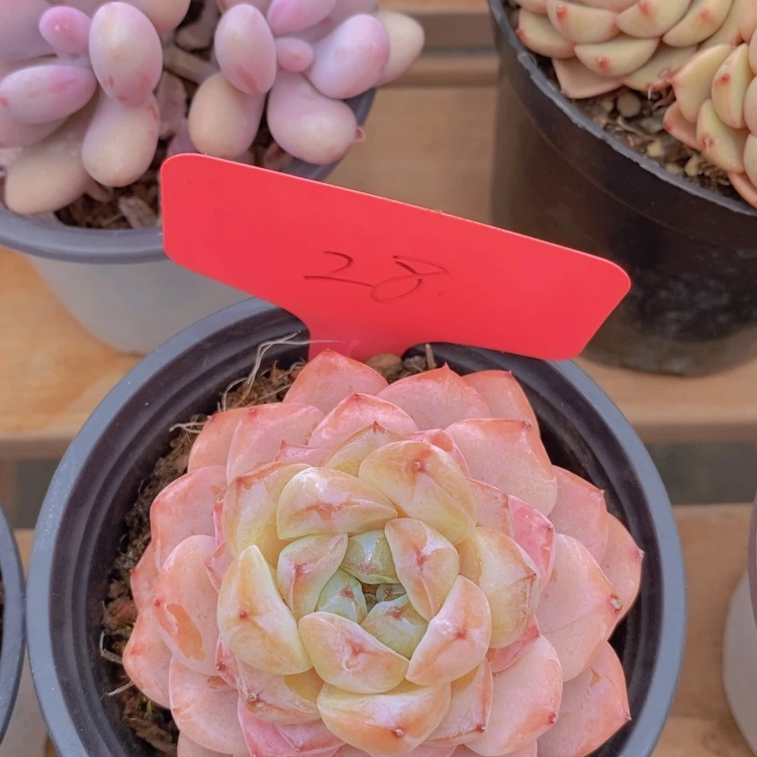 开心多肉，一物一拍