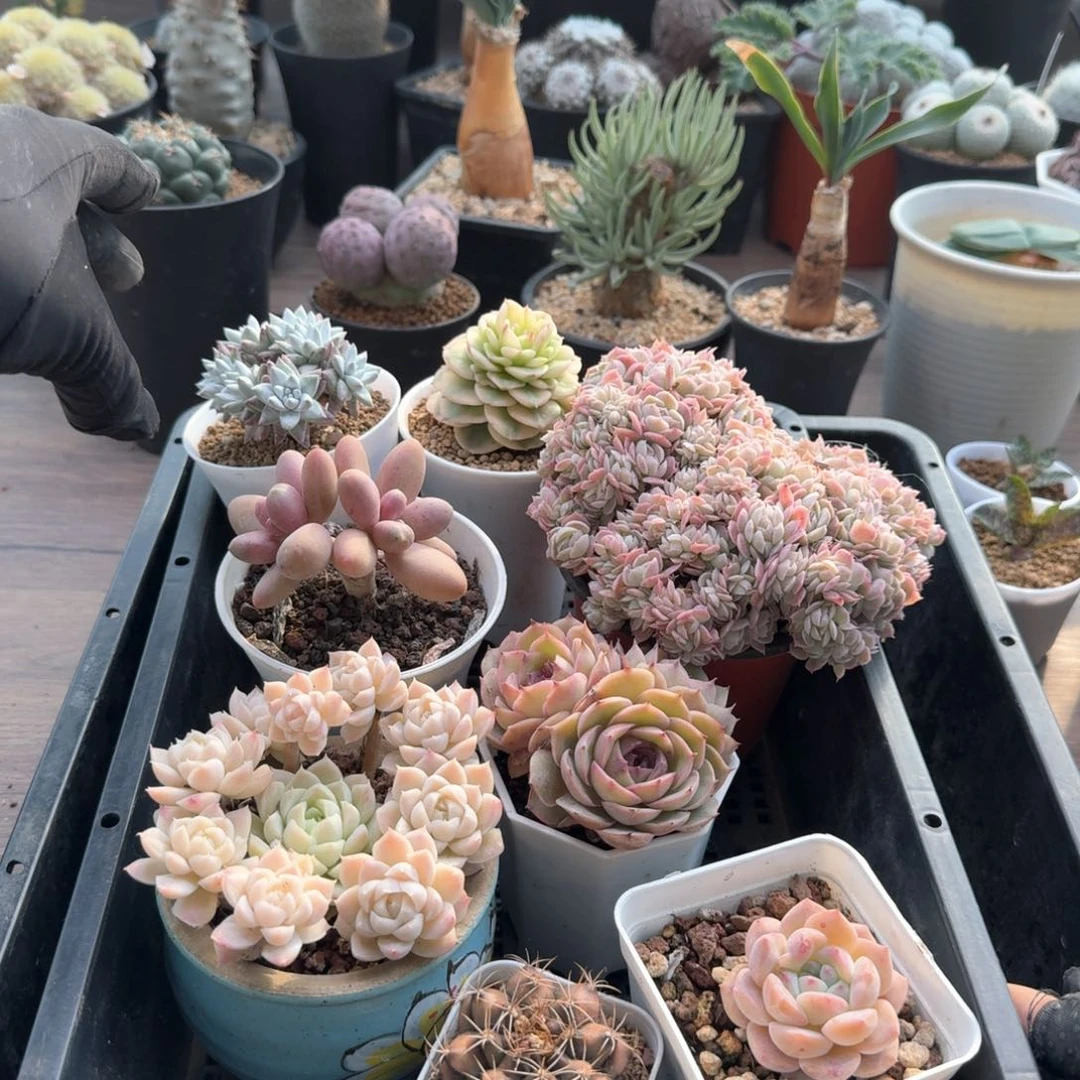 8颗包邮～一物一拍～